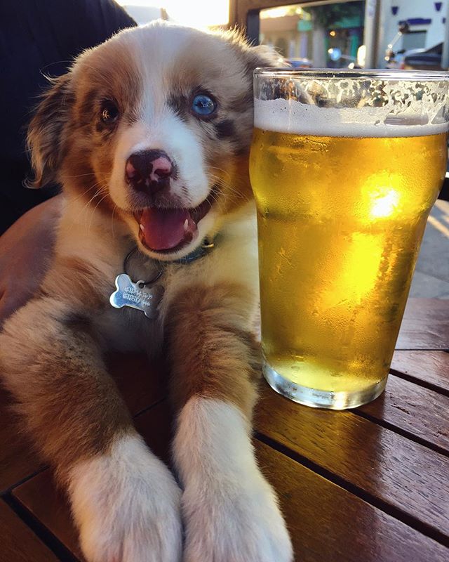 our new drinking buddy @cline22 - from Instagram