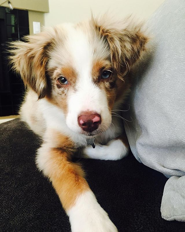 updog - from Instagram