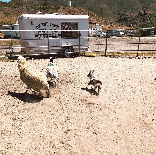 Born to herd! - from Instagram